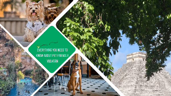 Yucatan Dog Park photo 2
